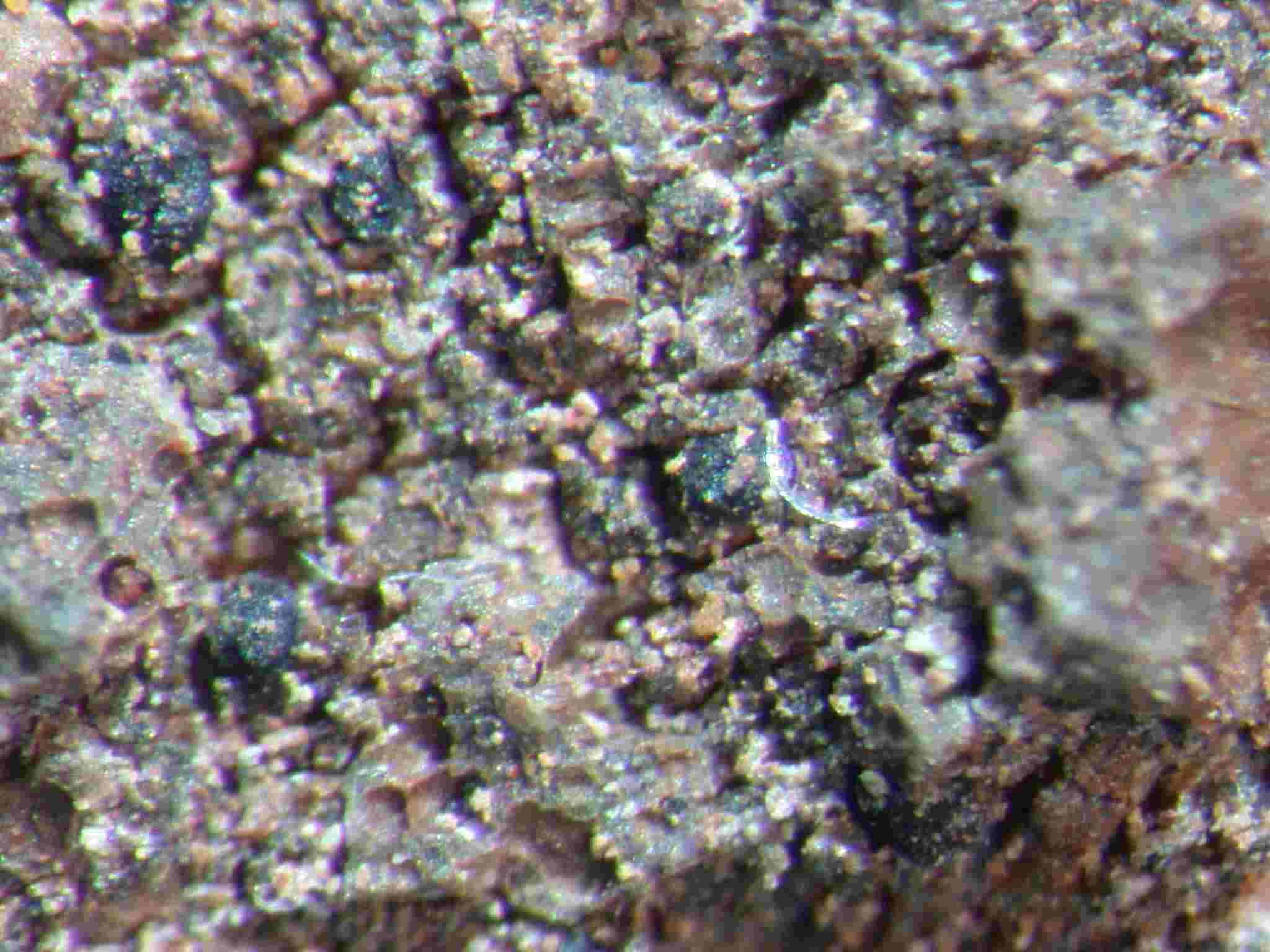 [Collemopsidium caesium]